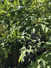Sambucus ebulus