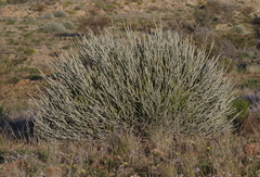 Euphorbia gregaria