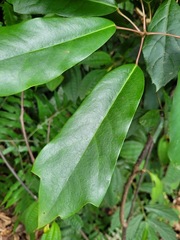 Daphniphyllum oldhami