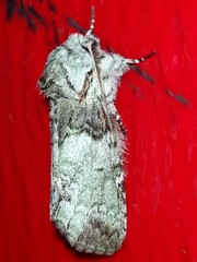 Macrurocampa marthesia