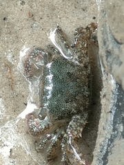 Metopograpsus frontalis