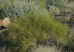 Monechma spartioides