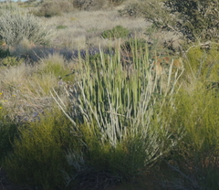 Euphorbia gregaria