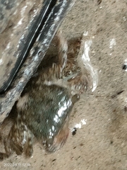 Metopograpsus frontalis