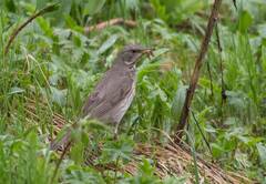 Turdus atrogularis
