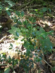 Buxus colchica