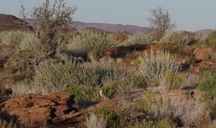 Euphorbia gregaria