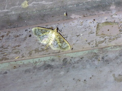 Herpetogramma thestealis