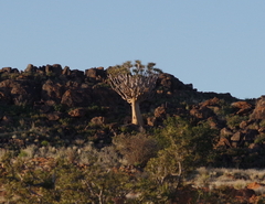 Aloidendron dichotomum