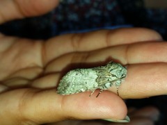 Macrurocampa marthesia