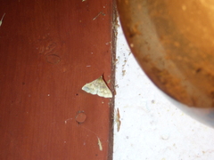 Renia flavipunctalis