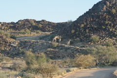Giraffa camelopardalis giraffa