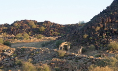 Giraffa camelopardalis giraffa