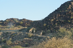 Giraffa camelopardalis giraffa