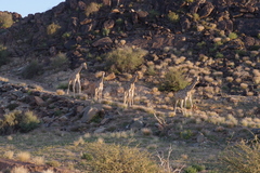 Giraffa camelopardalis giraffa