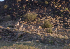 Giraffa camelopardalis giraffa