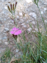 Dianthus seguieri