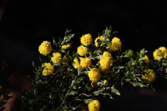 Acacia paradoxa
