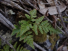 Davallia solida pyxidata