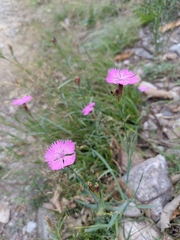 Dianthus seguieri