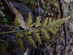 Davallia solida pyxidata