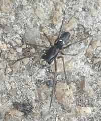 Microlinyphia sterilis