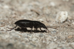 Pterostichus madidus