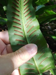Asplenium scolopendrium