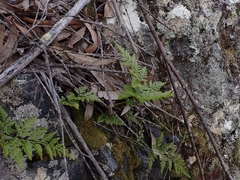 Davallia solida pyxidata