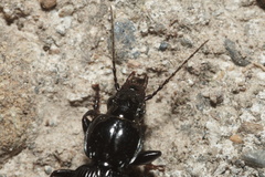 Pterostichus madidus