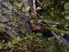 Davallia solida pyxidata