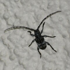 Ecyrus