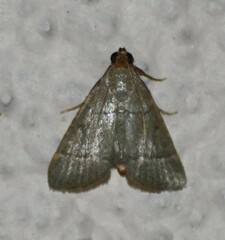 Hypsopygia nostralis
