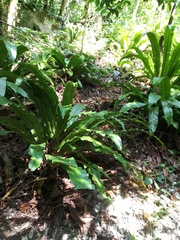 Asplenium scolopendrium