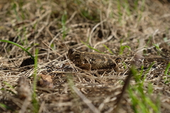 Calliptamus italicus