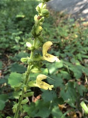 Salvia glutinosa