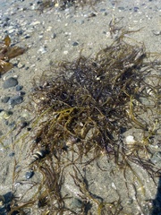 Gracilariopsis