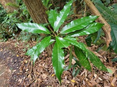 Litsea acuminata