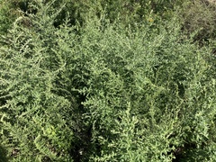 Artemisia princeps