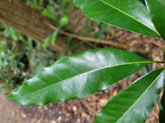 Litsea acuminata