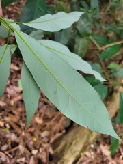 Litsea acuminata