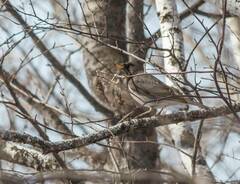 Turdus atrogularis