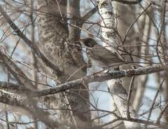 Turdus atrogularis
