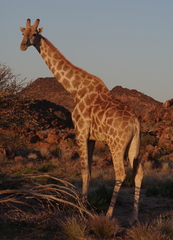 Giraffa camelopardalis giraffa