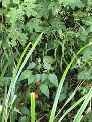 Alkekengi officinarum