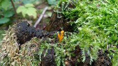 Calocera
