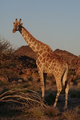 Giraffa camelopardalis giraffa