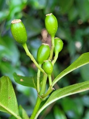 Mussaenda formosanum