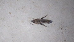 Hypenetes