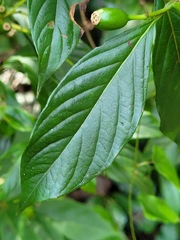 Mussaenda formosanum